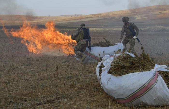 بالصور- تلف 180 دنماً من حشيشة الكيف!