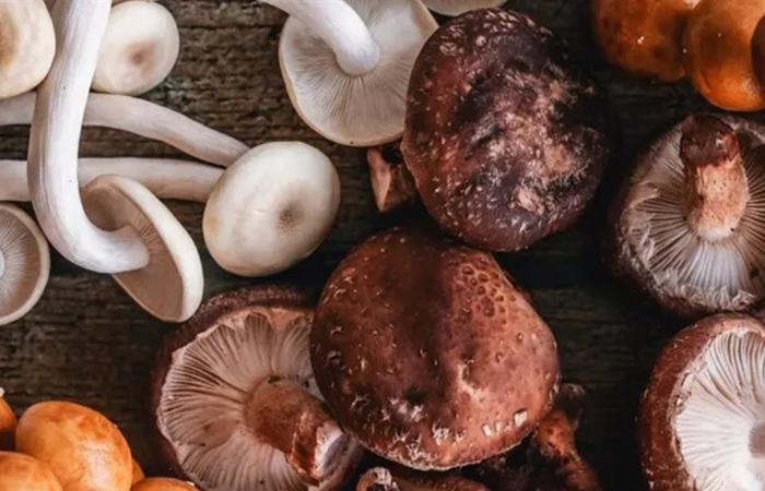 غني بالبوتاسيوم ومضادات الأكسدة.. وفوائد الفطر تتجاوز مجرد الطعم