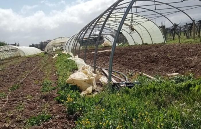 نقابة مزارعي البيوت البلاستيكية تدعم اللبنانيين وتدين الاعتداءات