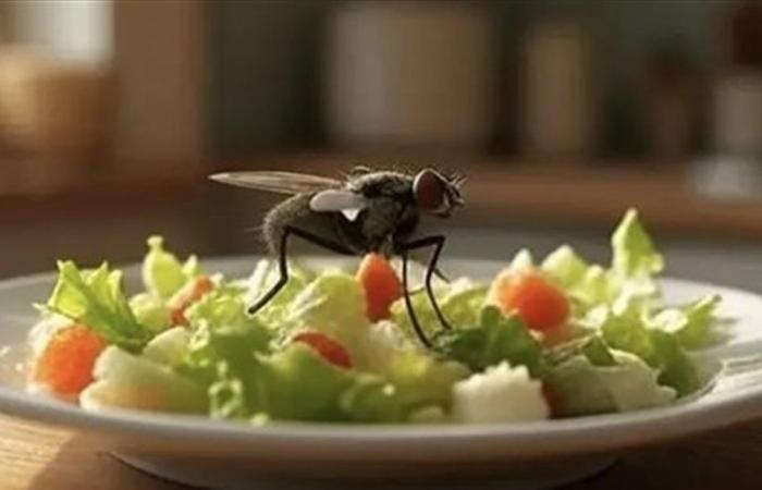 ذبابة على طبقك… تفصيل بسيط أم خطر خفي؟