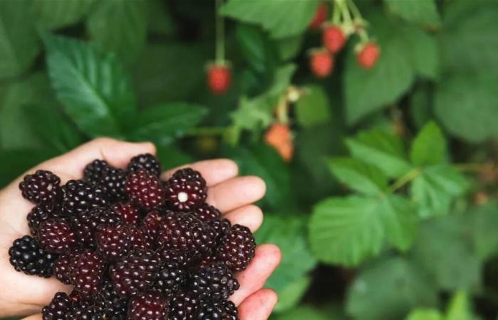 تعرفوا إلى الفوائد الصحية للتوت الأسود!