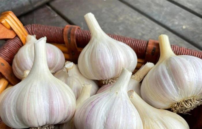 "الثوم".. مفتاح غذائي لمواجهة الضغط