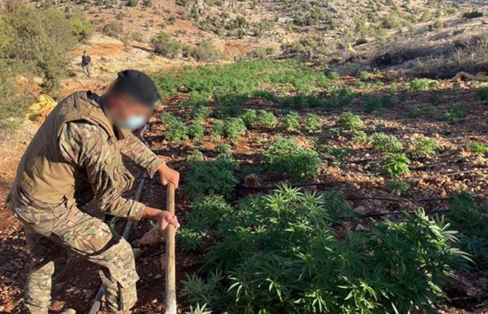 هل ينقذ القنب الهندي بعلبك الهرمل?